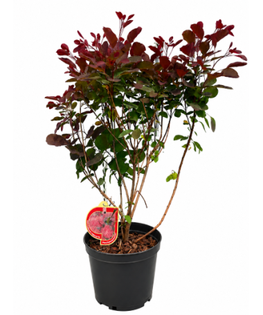 Arbre à perruques ‘Royal Purple’ C5