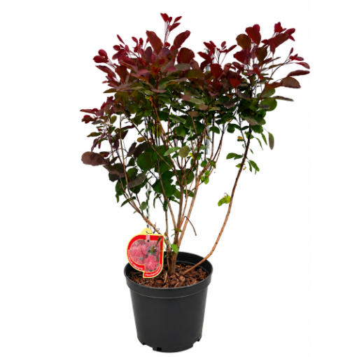 Arbre à perruques ‘Royal Purple’ C5