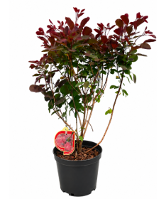 Arbre à perruques ‘Royal Purple’ C5