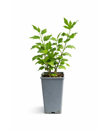 Hibiscus de Syrie ‘Hamabo’ C2