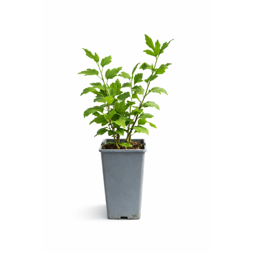 Hibiscus de Syrie ‘Hamabo’ C2