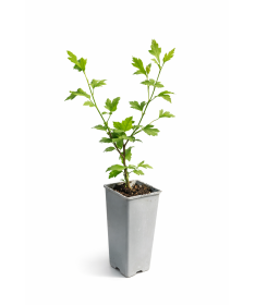 Hibiscus de Syrie ‘Mathilde’ C2