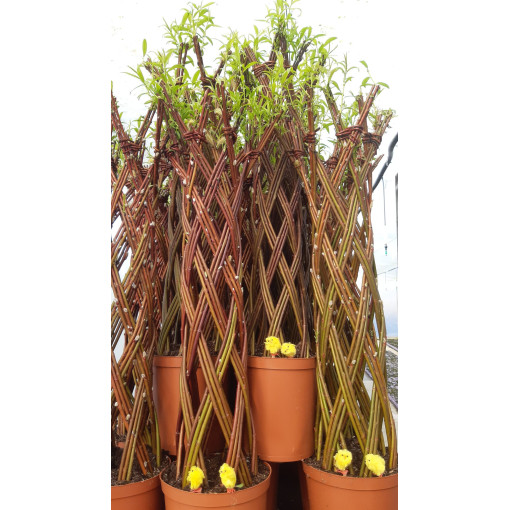 Saule tressé panaché (Salix alba x purpurea) en pot de 4L