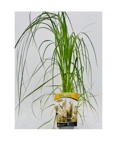 Herbe de la pampa White Feather P9/C1
