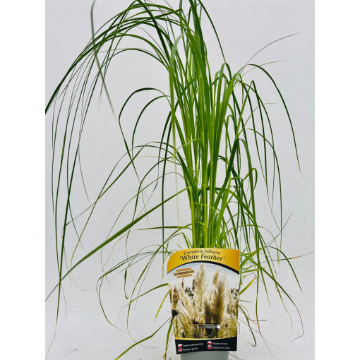 Herbe de la pampa White Feather P9/C1