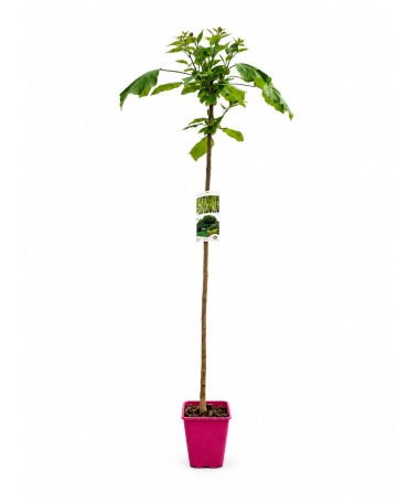 Catalpa C6 formee sur tige
