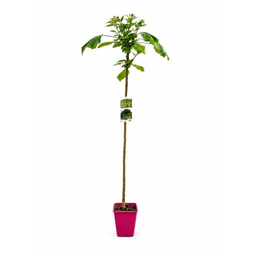 Catalpa C6 formee sur tige