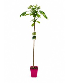 Catalpa C6 formee sur tige