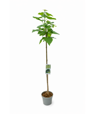 Catalpa tige C10