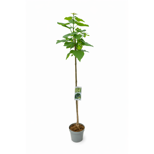 Catalpa tige C10