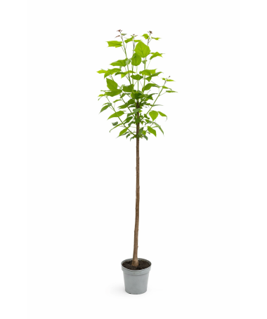 Catalpa tige C10