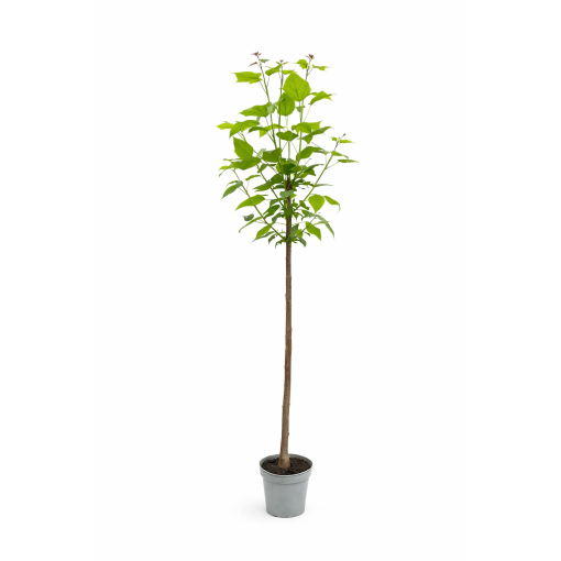 Catalpa tige C10