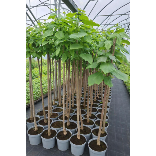 Catalpa tige C10