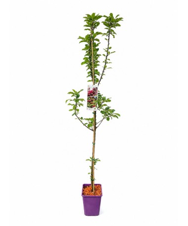 Pommier colonnaire ‘Polka’