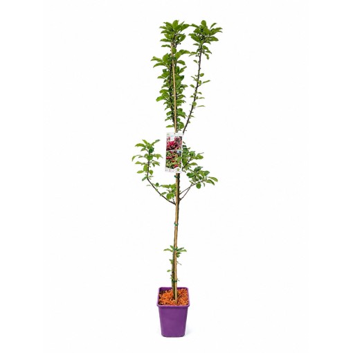 Pommier colonnaire ‘Polka’