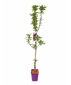 Pommier colonnaire ‘Polka’