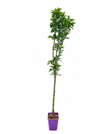 Pommier colonnaire Green Cats C6