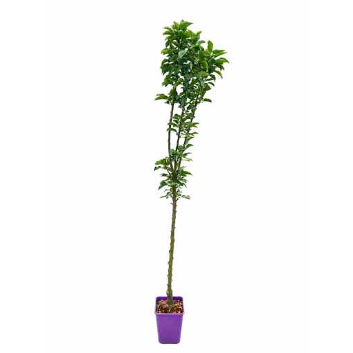 Pommier colonnaire Green Cats C6
