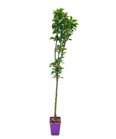 Pommier colonnaire Green Cats C6