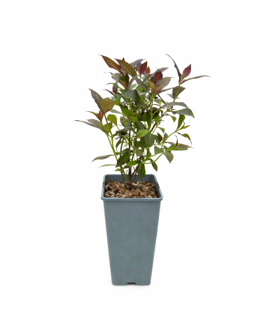 Weigela merveilleux Weigela florida ‘Tango’ C2
