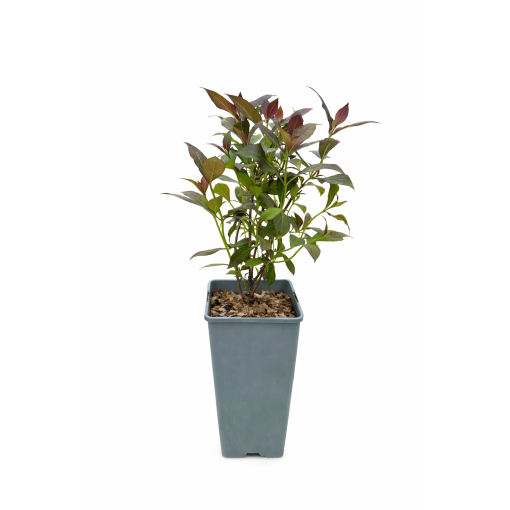 Weigela merveilleux Weigela florida ‘Tango’ C2
