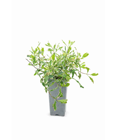 Chèvrefeuille Heckrottii Lonicera heckrottii ‘Variegata’ C2