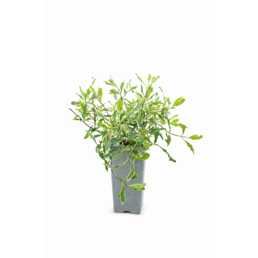 Chèvrefeuille Heckrottii Lonicera heckrottii ‘Variegata’ C2