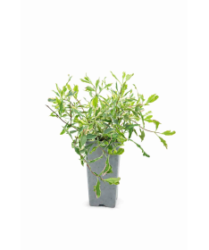 Chèvrefeuille Heckrottii Lonicera heckrottii ‘Variegata’ C2