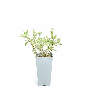 Chèvrefeuille Heckrottii Lonicera heckrottii ‘Variegata’ C2