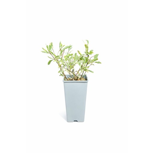 Chèvrefeuille Heckrottii Lonicera heckrottii ‘Variegata’ C2