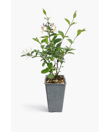 Chèvrefeuille japonais Lonicera japonica ‘American Beauty’ C2