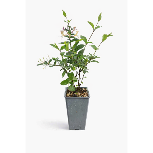 Chèvrefeuille japonais Lonicera japonica ‘American Beauty’ C2