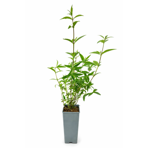 Buddleja ‘Purple Prince’