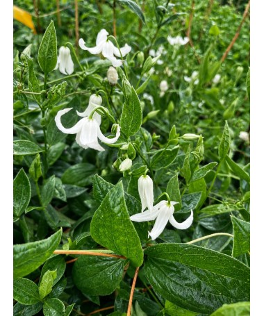 Clématite ‘Alba’ C4