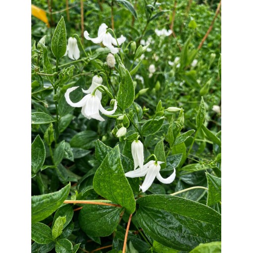 Clématite ‘Alba’ C4