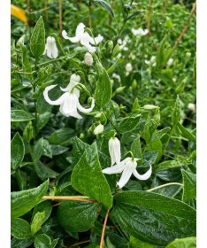Clématite ‘Alba’ C4