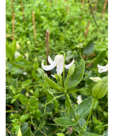 Clématite ‘Alba’ C4