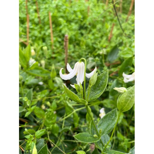 Clématite ‘Alba’ C4