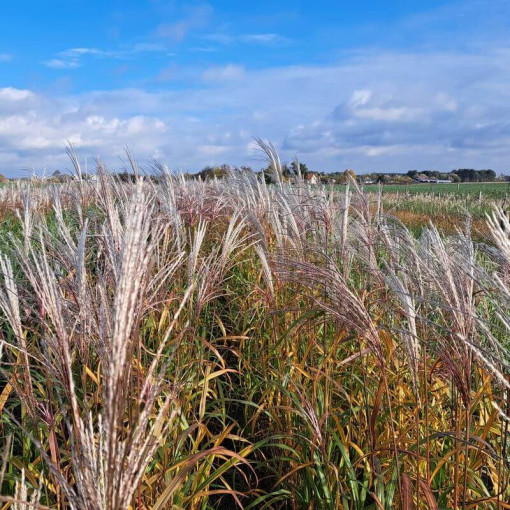 Miscanthus chinois 'Adagio' P9/C1
