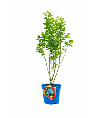 Myrtille américaine ‘Bluetta’ 2,5L