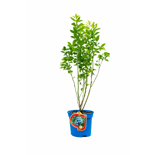 Myrtille américaine ‘Bluetta’ 2,5L
