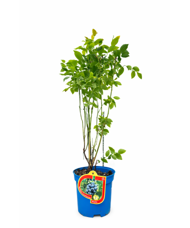 Myrtille américaine ‘Bluetta’ 2,5L