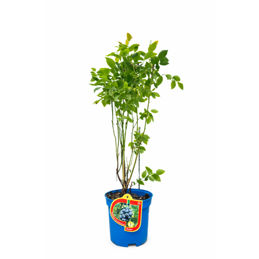 Myrtille américaine ‘Bluetta’ 2,5L
