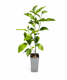 Magnolia ‘Ricki’ C2