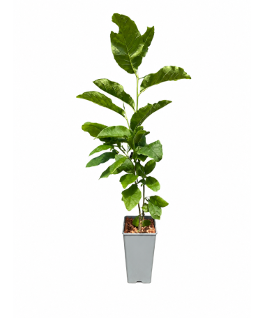 Magnolia ‘Ricki’ C2