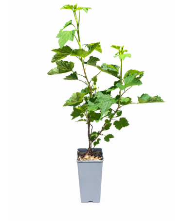 Groseillier rouge 'Jonkheer van Tets' C2