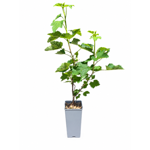 Groseillier rouge 'Jonkheer van Tets' C2