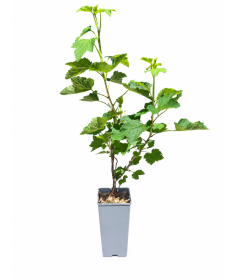 Groseillier rouge 'Jonkheer van Tets' C2