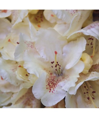 Rhododendron (Azalée) 'Cream Crest' pot, C4
