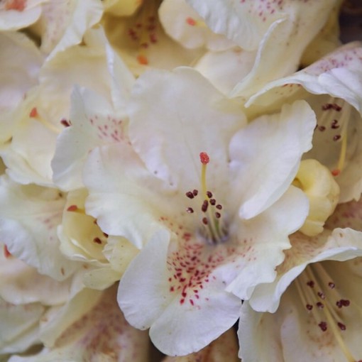 Rhododendron (Azalée) 'Cream Crest' pot, C4